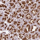 Anti-ZNF106 Antibody