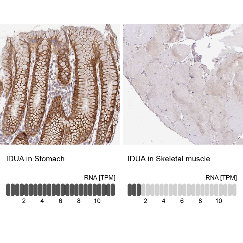 Anti-IDUA Antibody