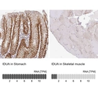Anti-IDUA Antibody