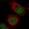 Anti-MASTL Antibody
