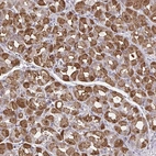 Anti-MDH1 Antibody