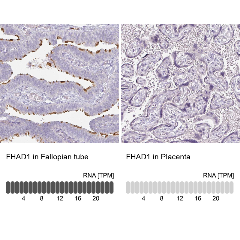 Anti-FHAD1 Antibody