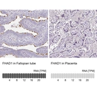 Anti-FHAD1 Antibody