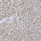 Immunohistochemical staining of human pancreas shows moderate membranous positivity in exocrine glandular cells.