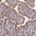 Immunohistochemical staining of human Small intestine shows moderate cytoplasmic positivity in glandular cells.