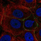 Anti-PLEKHA6 Antibody