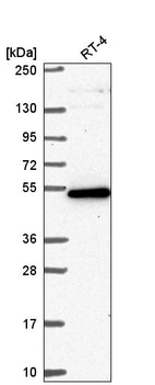 Anti-GPATCH4 Antibody