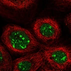 Immunofluorescent staining of human cell line A-431 shows localization to nucleus & nucleoli.