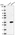 Anti-MRPL24 Antibody