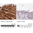 Anti-NDUFA1 Antibody