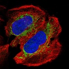Immunofluorescent staining of human cell line U-2 OS shows localization to mitochondria.