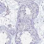 Immunohistochemical staining of human testis shows negative membranous positivity in cells in seminiferous ducts as expected.