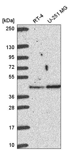 Anti-BABAM1 Antibody