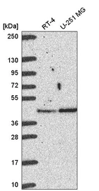 Anti-BABAM1 Antibody
