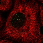 Immunofluorescent staining of human cell line A-431 shows localization to nuclear bodies.