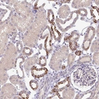 Immunohistochemical staining of human kidney shows moderate cytoplasmic positivity in cells in tubules.
