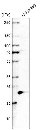 Western blot analysis in human cell line U-937 MG.