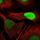 Immunofluorescent staining of human cell line U-2 OS shows localization to nucleoplasm.