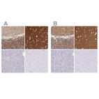 Immunohistochemical staining of human cerebellum, cerebral cortex, pancreas and skeletal muscle using Anti-SIRPA antibody HPA054437 (A) shows similar protein distribution across tissues to independent antibody HPA058511 (B).