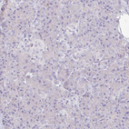 Immunohistochemical staining of human pancreas shows no positivity in exocrine glandular cells as expected.