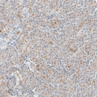 Immunohistochemical staining of human pancreas shows moderate membranous positivity in exocrine glandular cells.