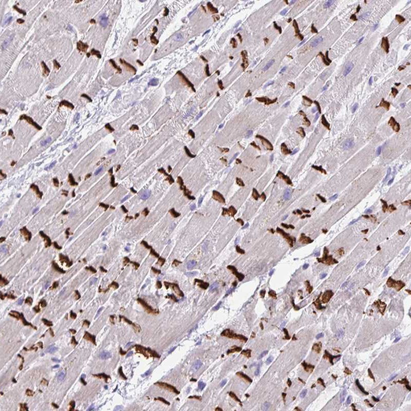 Anti-SLC16A6 Antibody