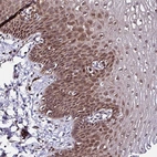 Anti-PIN4 Antibody