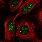 Immunofluorescent staining of human cell line HeLa shows localization to nucleus & nucleoli.