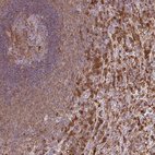 Immunohistochemical staining of human spleen shows strong cytoplasmic positivity in cells in red pulp.