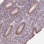Immunohistochemical staining of human endometrium shows high expression.