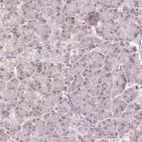 Immunohistochemical staining of human pancreas shows low expression as expected.