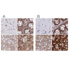 Anti-RPS15 Antibody