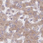 Immunohistochemical staining of human liver using Anti-RPS15 antibody HPA054510.