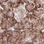 Anti-RPS15 Antibody