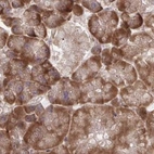 Immunohistochemical staining of human pancreas using Anti-RPS15 antibody HPA054510.