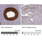 Anti-GSS Antibody