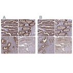 Immunohistochemical staining of human fallopian tube, gastrointestinal, prostate and skeletal muscle using Anti-GSS antibody HPA054508 (A) shows similar protein distribution across tissues to independent antibody HPA059315 (B).