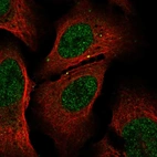 Immunofluorescent staining of human cell line U-2 OS shows localization to nucleoplasm.