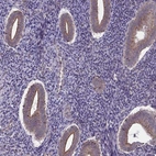 Immunohistochemical staining of human endometrium shows moderate cytoplasmic positivity in glandular cells.