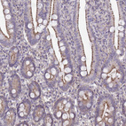 Anti-IST1 Antibody