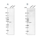 Western blot analysis using Anti-IST1 antibody HPA054532 (A) shows similar pattern to independent antibody HPA041802 (B).