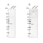Western blot analysis using Anti-IST1 antibody HPA054532 (A) shows similar pattern to independent antibody HPA041802 (B).