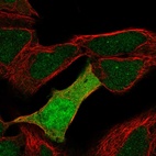 Immunofluorescent staining of human cell line HEK 293 shows localization to nucleus, nuclear bodies & cytosol.