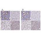 Anti-NONO Antibody
