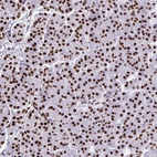 Immunohistochemical staining of human pancreas shows strong nuclear positivity in exocrine glandular cells.