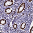 Immunohistochemical staining of human endometrium shows strong nuclear positivity in glandular cells.