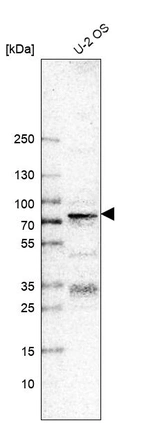 Western blot analysis in human cell line U-2 OS.