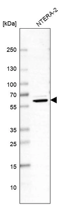 Western blot analysis in human cell line NTERA-2.