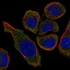 Anti-MS4A15 Antibody
