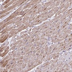 Anti-MAPK12 Antibody